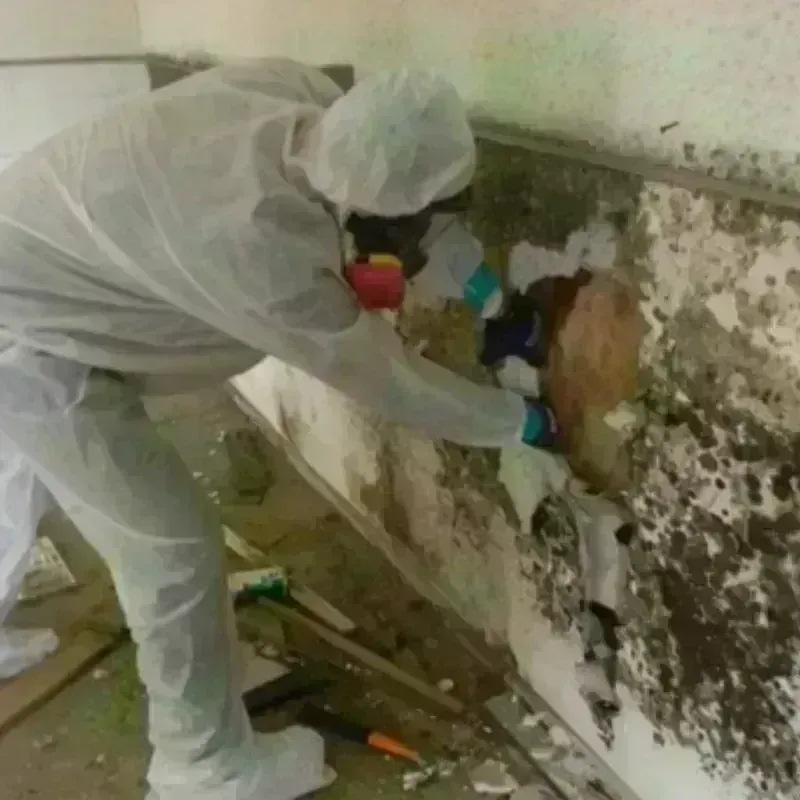 Mold Remediation and Removal in Missoula, MT